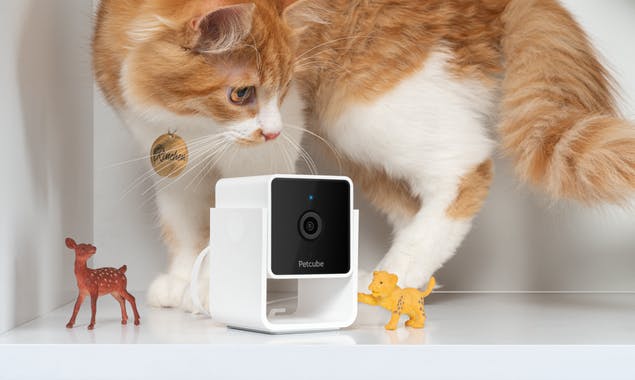 Petcube Cam